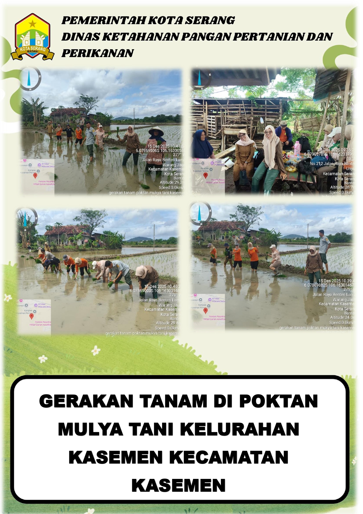 Gerakan Tanam di Poktan Mulya Tani Kelurahan Kasemen Kecamatan Kasemen