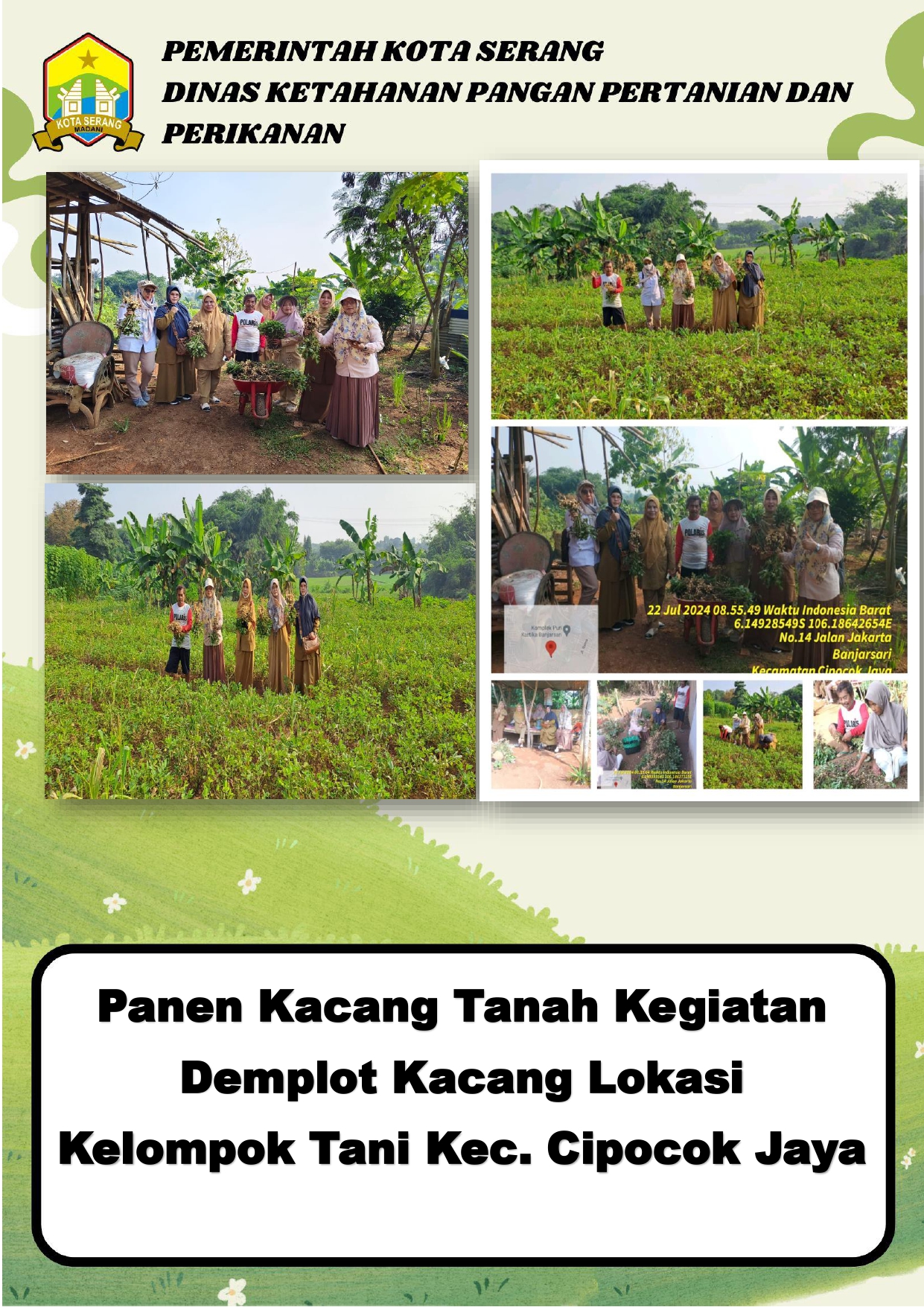 Panen Kacang Tanah Kegiatan Demplot Kacang Lokasi Kelompok Tani Kec. Cipocok Jaya
