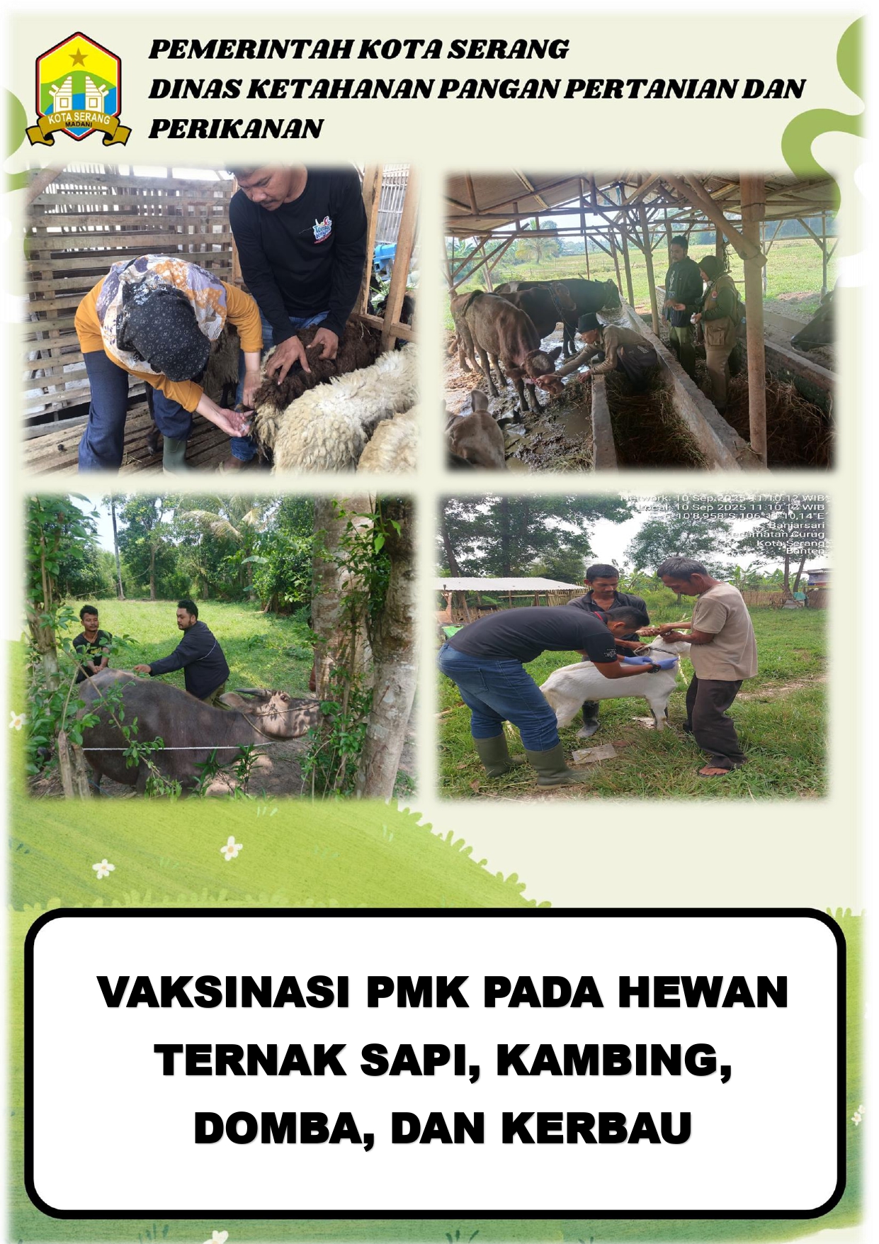 Vaksinasi PMK pada Hewan Ternak Sapi, Kambing, Domba, dan Kerbau