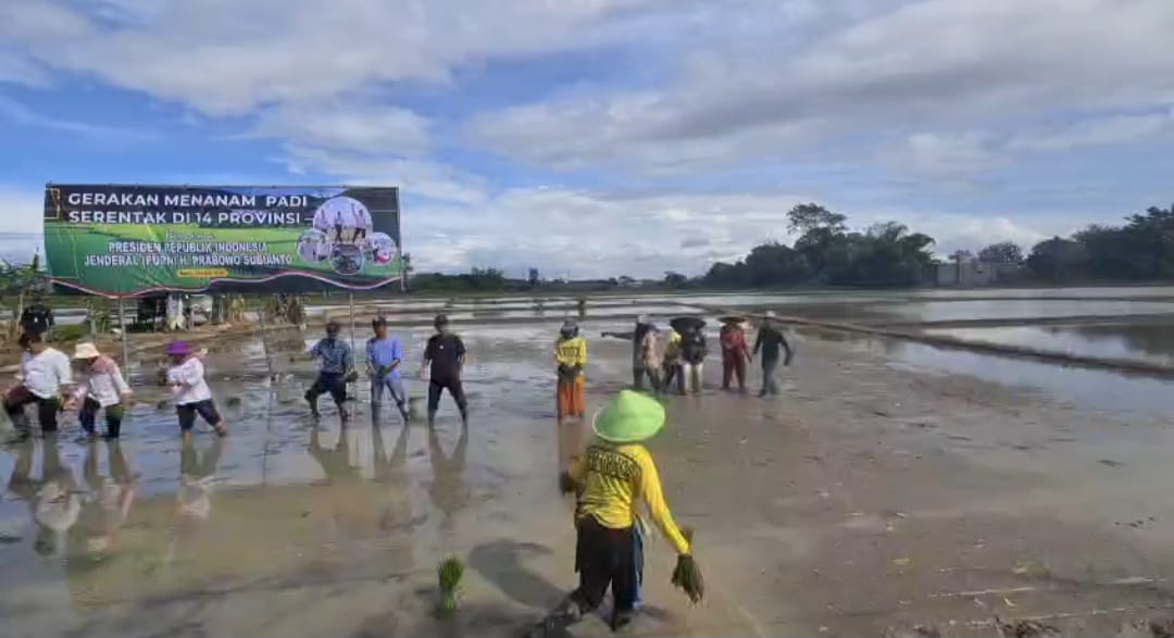 Gerakan Menanam Padi Serentak di 14 Provinsi, Kecamatan Cipocok Jaya Kota Serang Jadi Lokasi Kegiatan