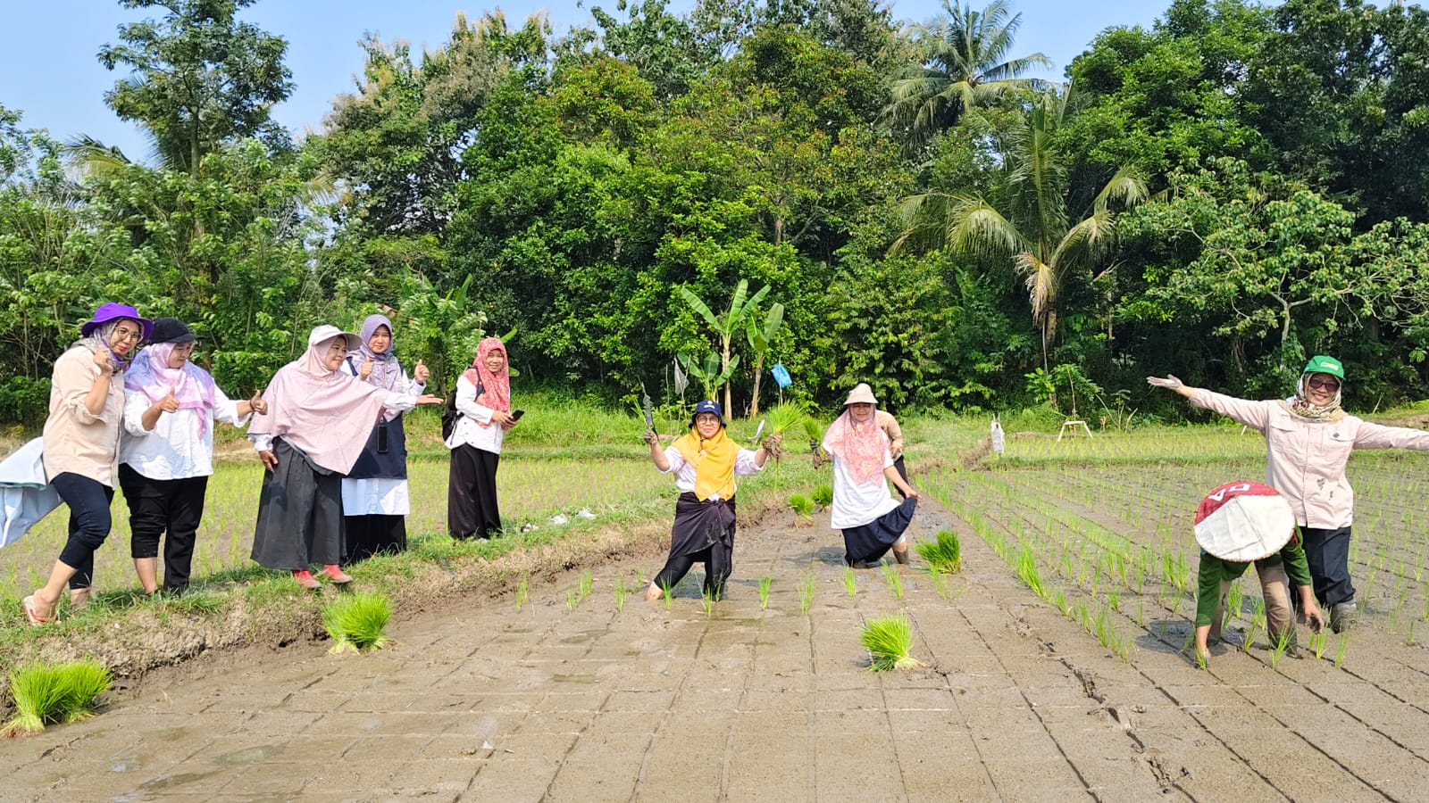 Demplot Varietas Cakrabuana Seluas 2 Hektare di Poktan Marga Cahaya, Cigoong Walantaka