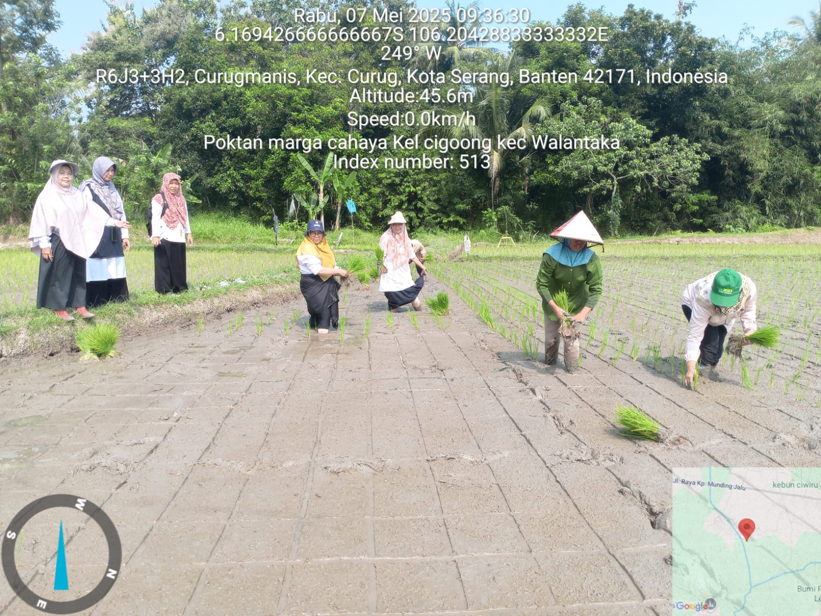 Demplot Varietas Cakrabuana Seluas 2 Hektare di Poktan Marga Cahaya, Cigoong Walantaka