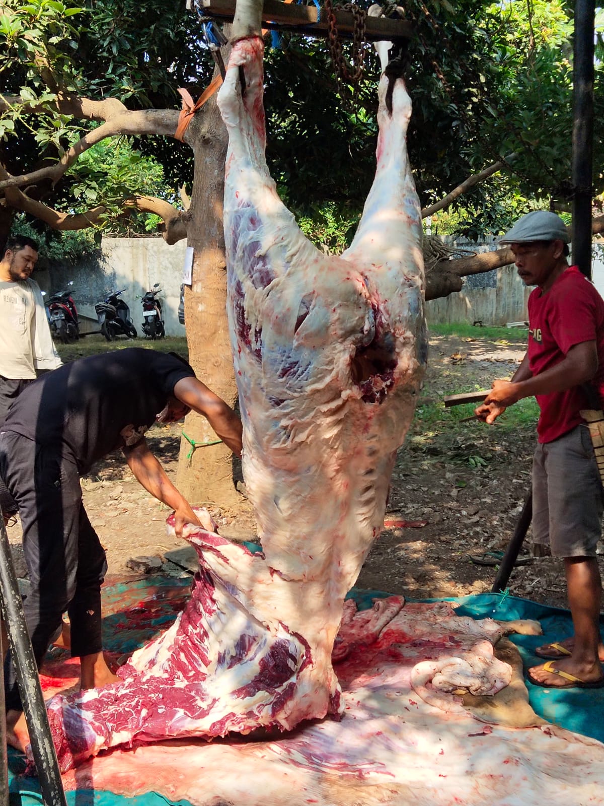 Pengawasan Antemortem dan Postmortem Hewan Kurban di Kota Serang