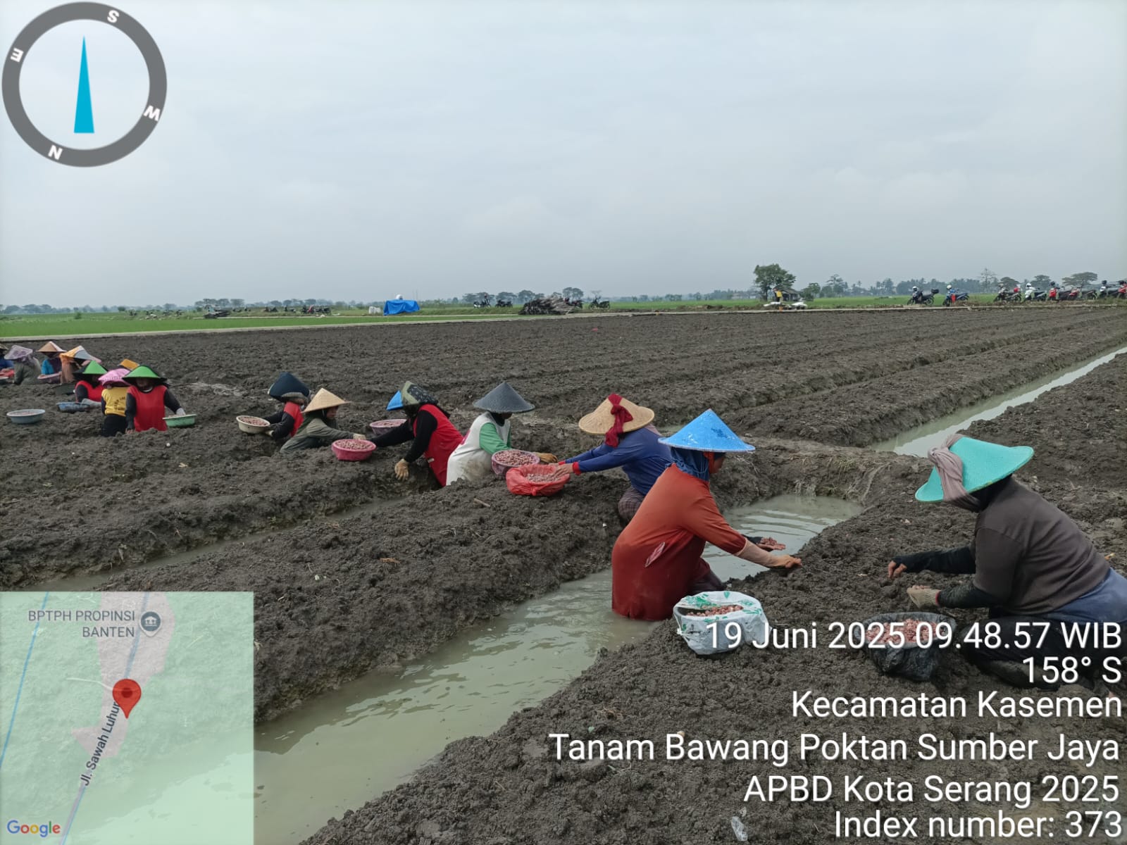 Tanam Bawang oleh Kelompok Tani Sumber Jaya: Dorong Diversifikasi dan Ketahanan Pangan Kota Serang