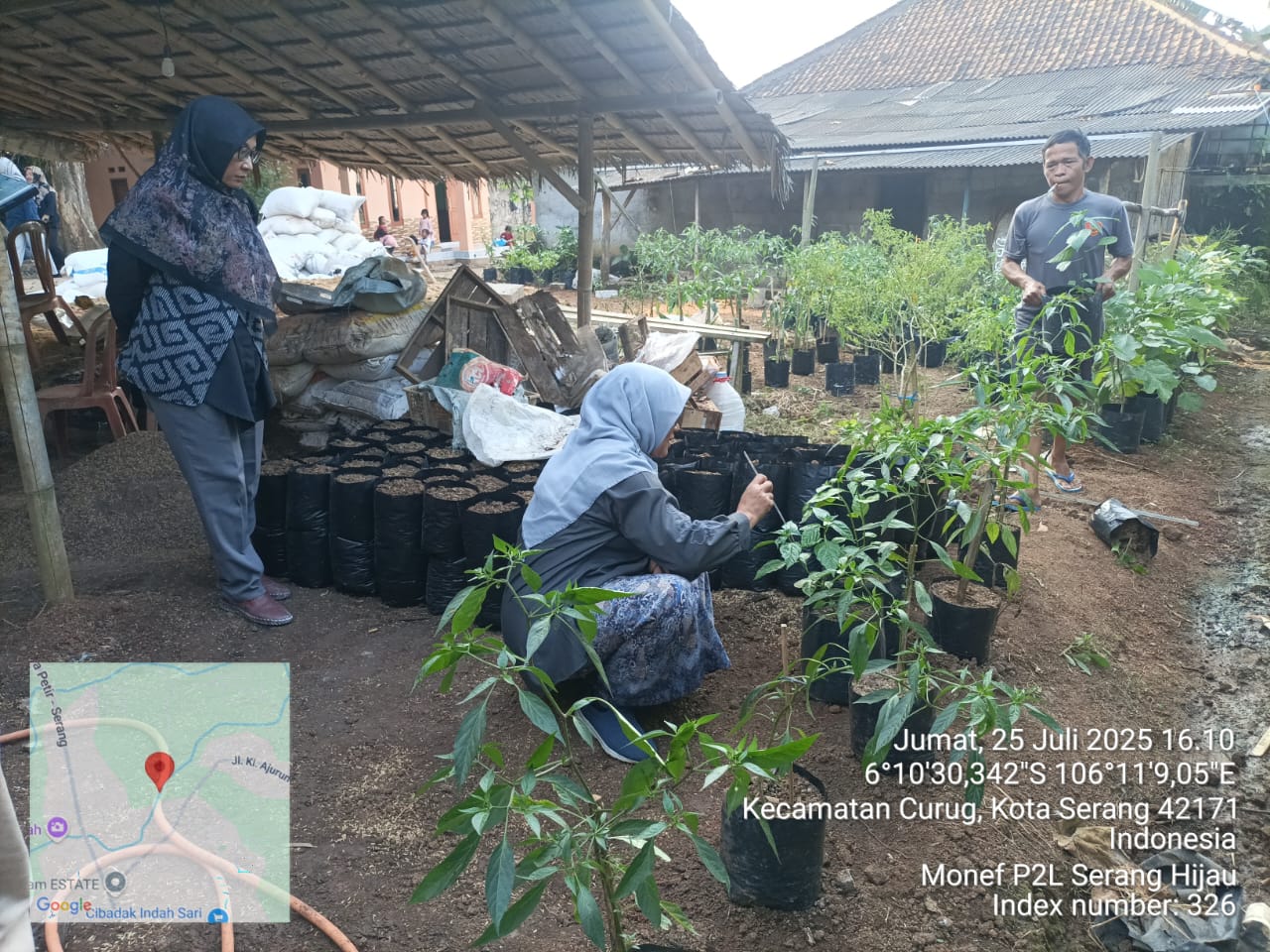 Monev P2L Serang Hijau: Dorong Kemandirian Pangan Keluarga dan Lingkungan Hijau Berkelanjutan
