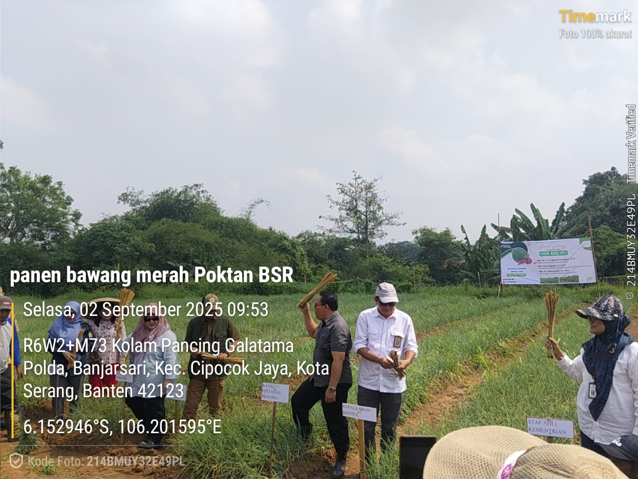 PANEN BAWANG MERAH POKTAN