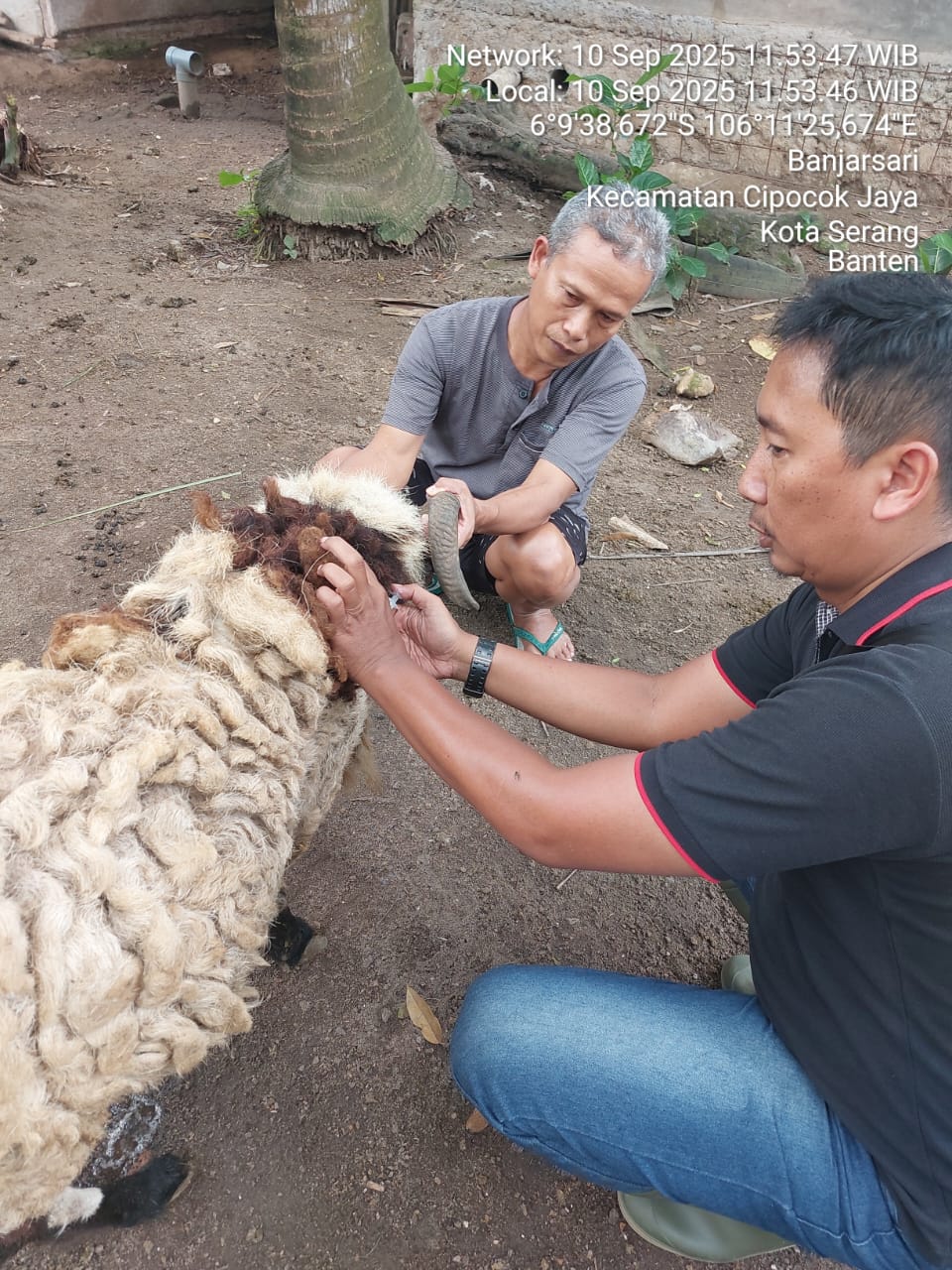 Vaksinasi PMK pada Hewan Ternak Sapi, Kambing, Domba, dan Kerbau