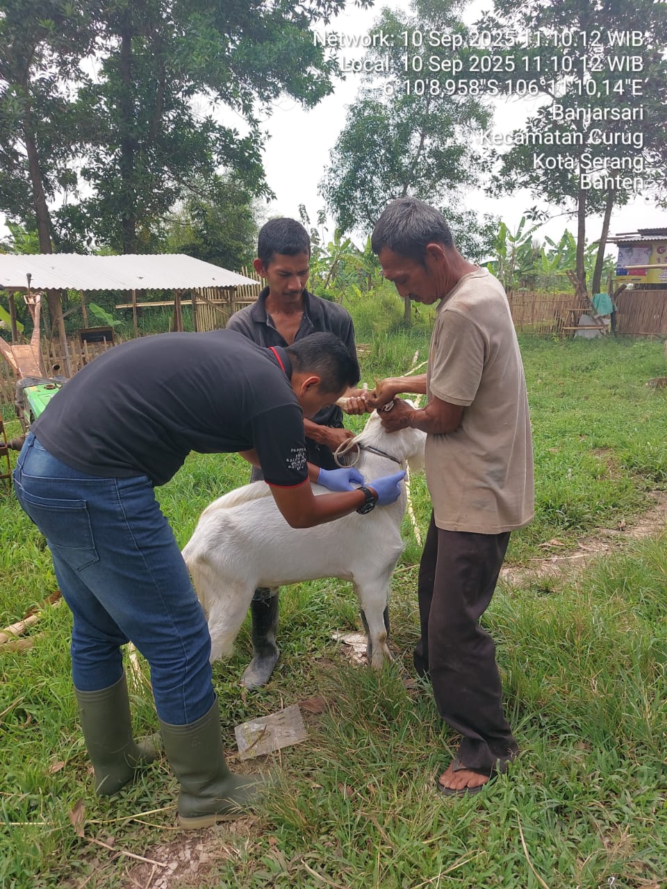 Vaksinasi PMK pada Hewan Ternak Sapi, Kambing, Domba, dan Kerbau