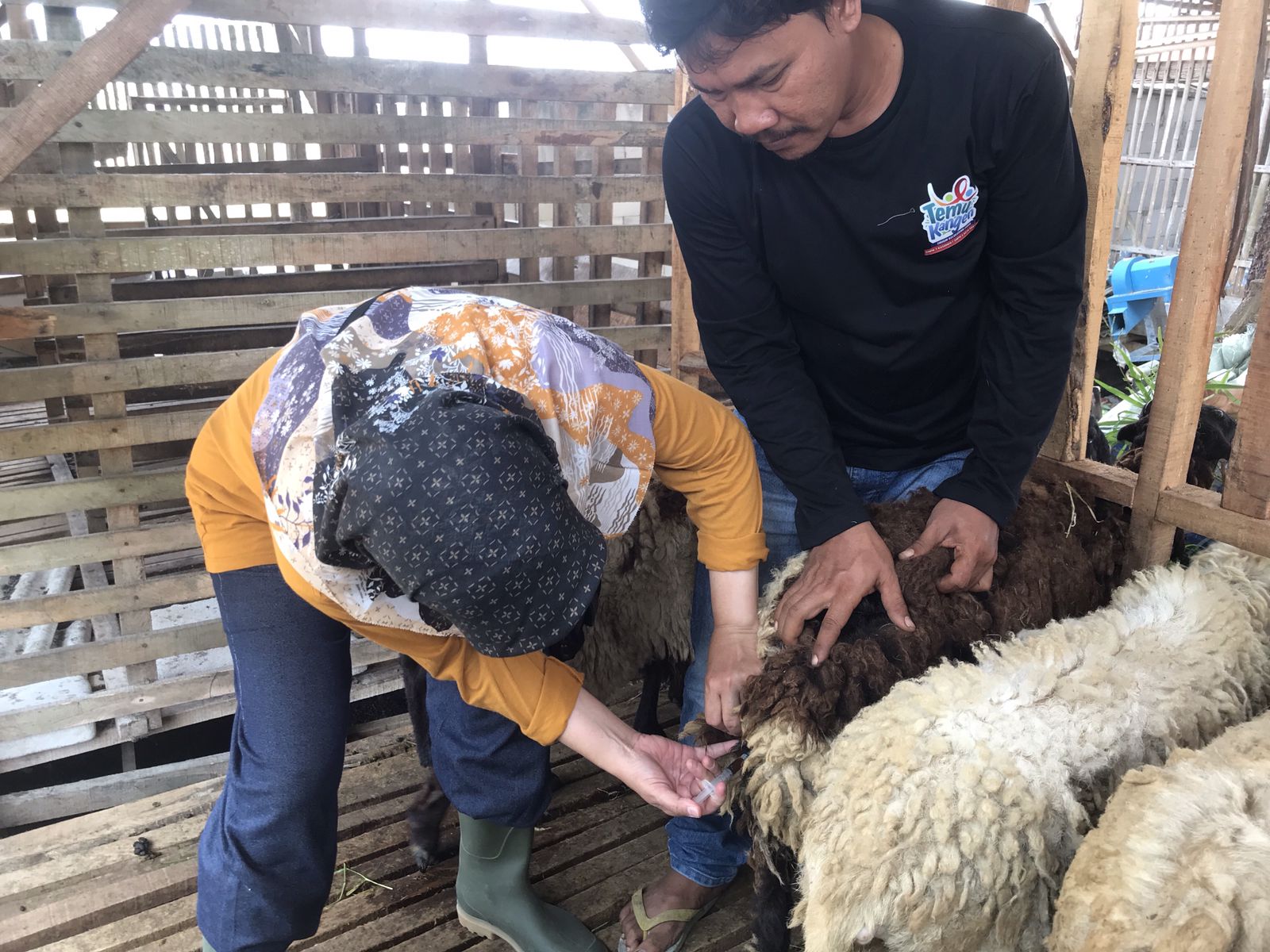 Vaksinasi PMK pada Hewan Ternak Sapi, Kambing, Domba, dan Kerbau