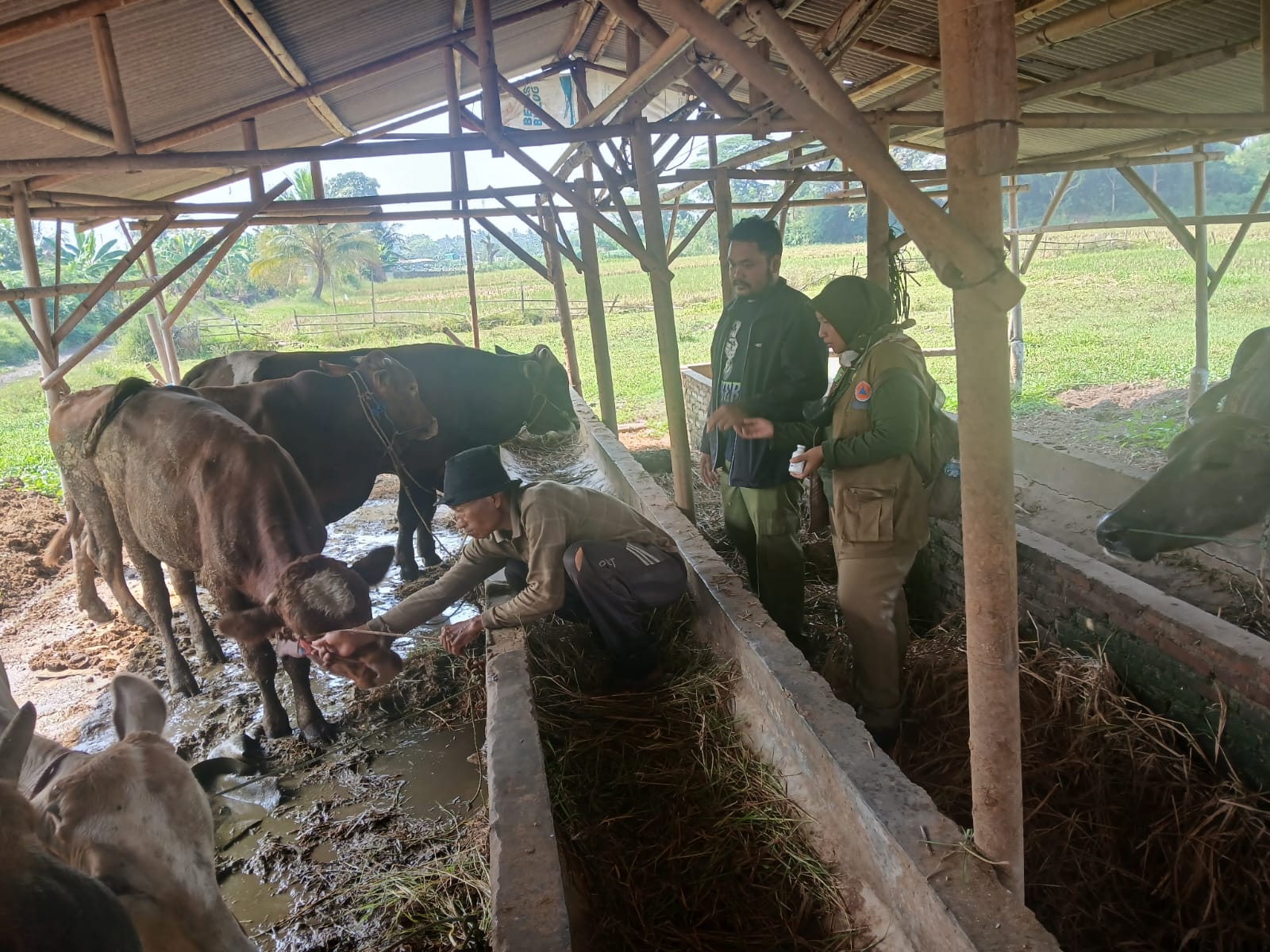 Vaksinasi PMK pada Hewan Ternak Sapi, Kambing, Domba, dan Kerbau