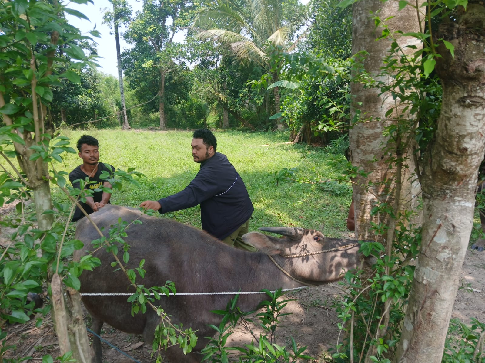 Vaksinasi PMK pada Hewan Ternak Sapi, Kambing, Domba, dan Kerbau