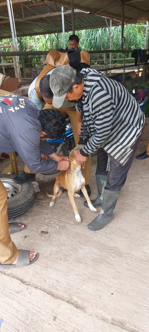 Kegiatan Pengambilan Sampel Darah Anjing untuk Serum dan Vaksinasi Rabies pada Anjing