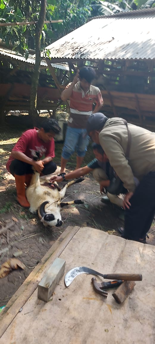Bidang Peternakan dan Kesehatan Hewan DKP3 Kota Serang Laksanakan Kegiatan Vaksinasi PMK pada Hewan Ternak